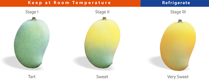 Savanifarms Mango Ripening Storing   Repening Store 